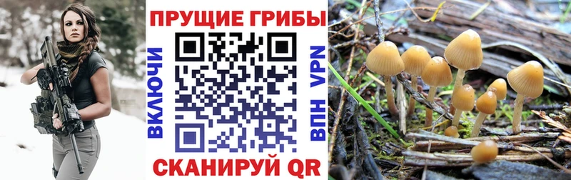 Псилоцибиновые грибы Psilocybine cubensis  Свободный 